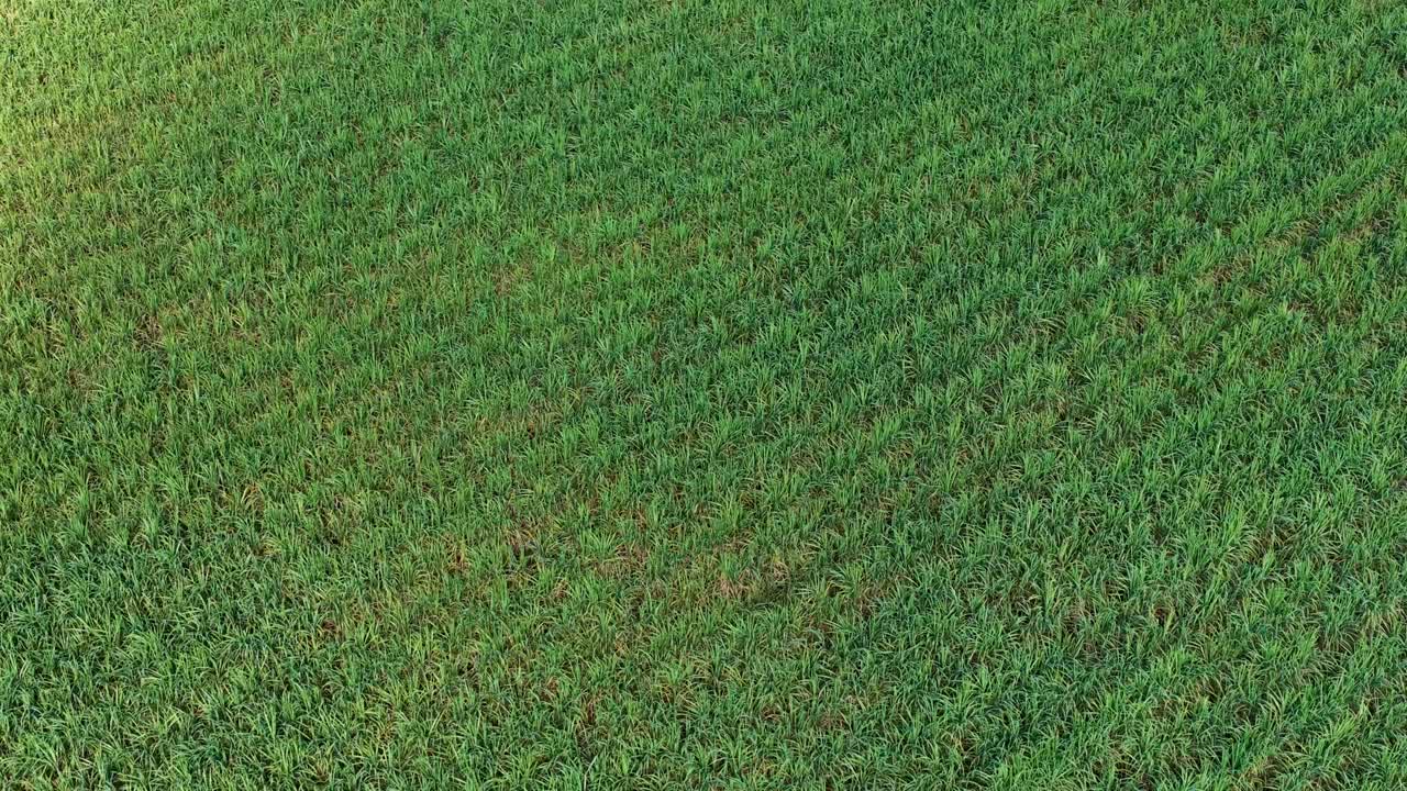 Un drone cattura una prospettiva dall'alto di una vasta piantagione verde di manioca sotto una luce diurna intensa.