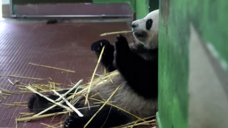 panda cub eating bamboo