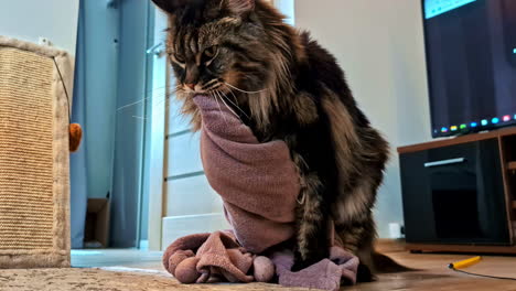 cat bites into towel while staring with intense eyes in home living room on soft furniture surface