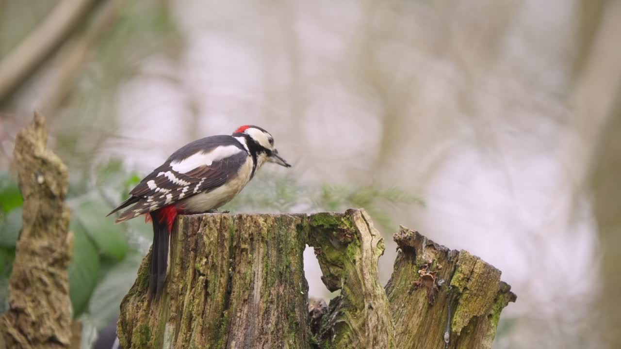 Great spotted woodpecker and nuthatch together on tree trunk in forest