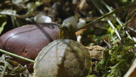 Very-small,-young,-Yellow-bellied-slider-turtle-looking-around-in-grass-and-weeds-during-Spring