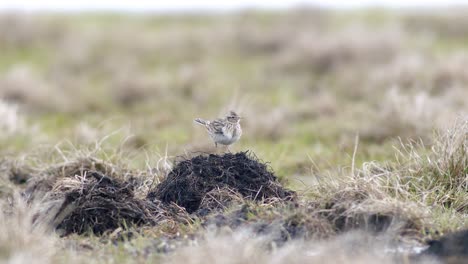 Eurasian-skylark-sitting-and-singing-on-the-ground-in-dry-grass-meadow-sunny-spring-day