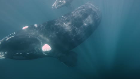 Southern-Right-Whale-Calmly-Swimming-On-The-Blue-Ocean-With-Rays-Of-Sunlight