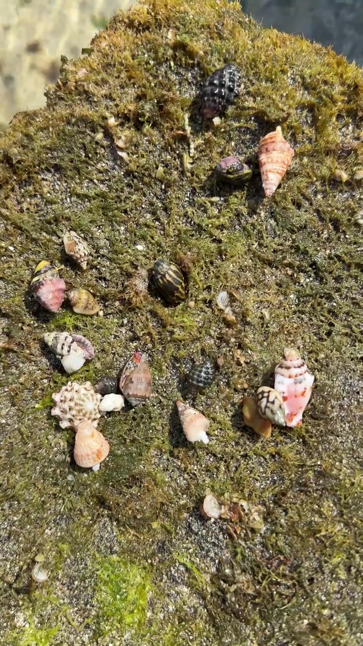 Hand Placing Small Hermit Crabs on a Mossy Rock