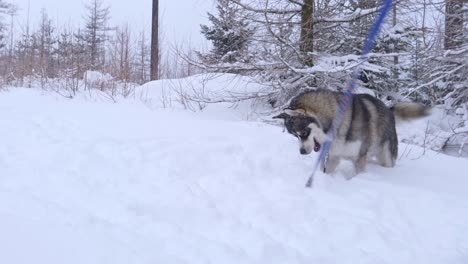 husky jumping and playing with his leash in a snowed forest