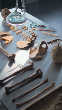 skeletal remains on a laboratory table