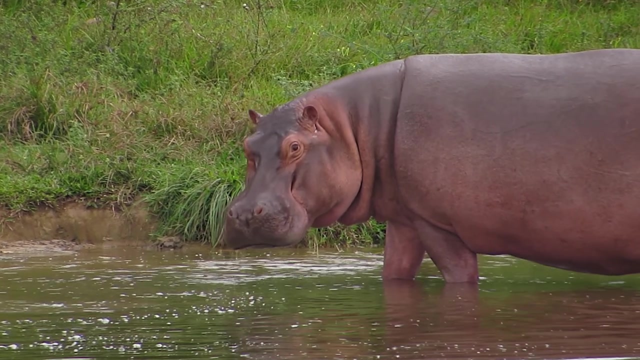 Toma de perfil lateral de un hipopótamo grande e invasor en un río colombiano, levantando la cabeza para mirar directamente a la cámara