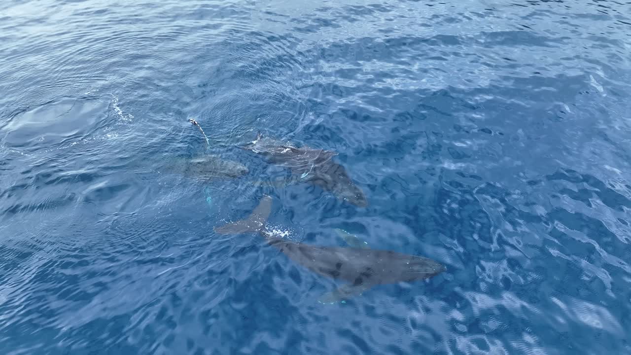 extraño comportamiento de las ballenas