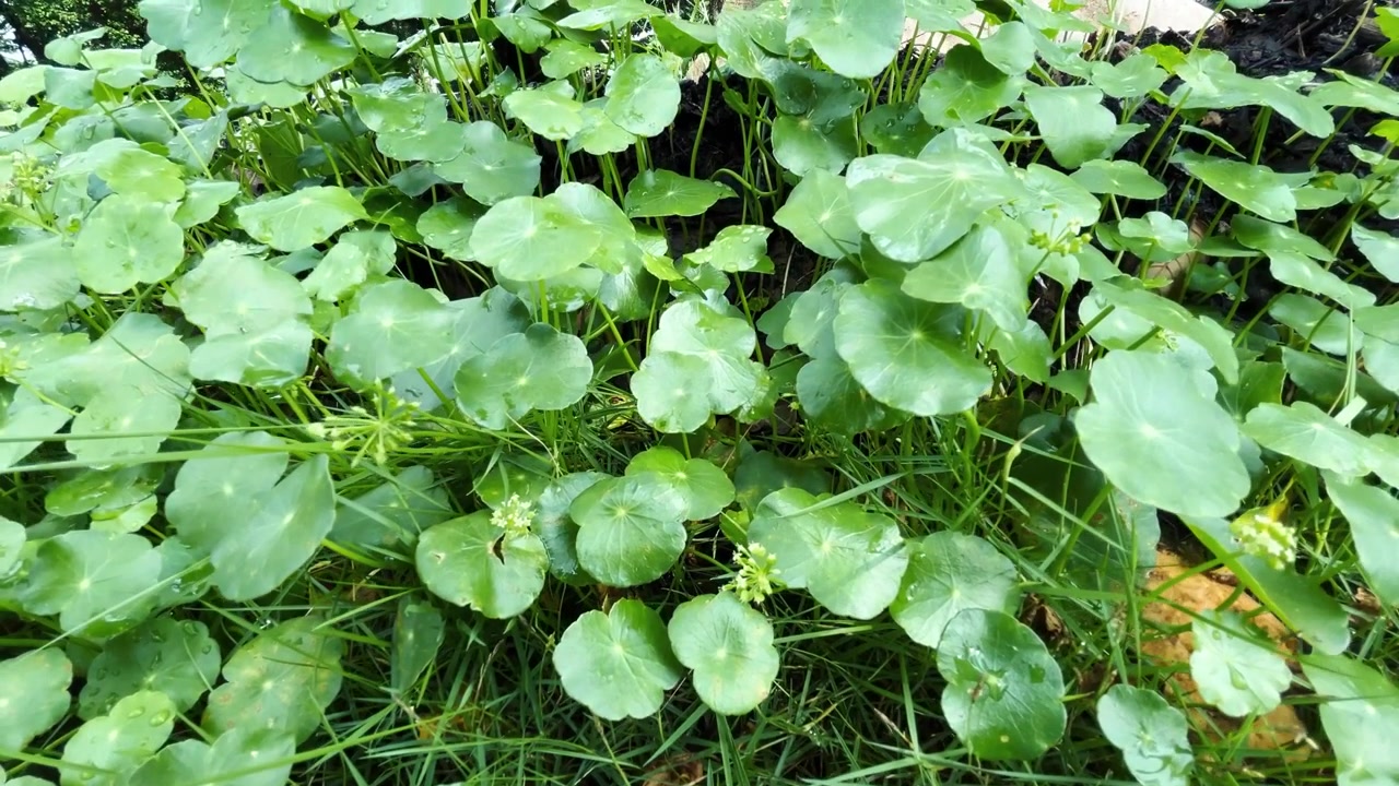 Close-up of Green Pennywort Leaves Growing in Garden