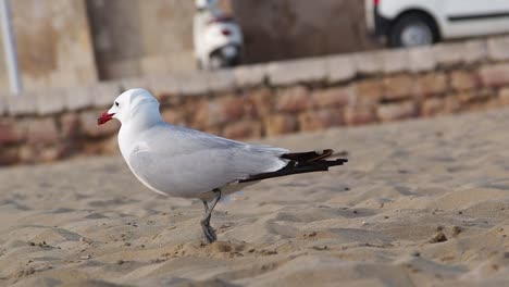 Close-up-shot-of-walking-seagull-outdoor-at-sandy-beach-during-sunny-and-windy-day