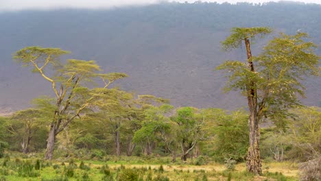 forest at the ngorongoro natural preserve crater tanzania africa with moisture clouds, aerial wide angle hovering shot