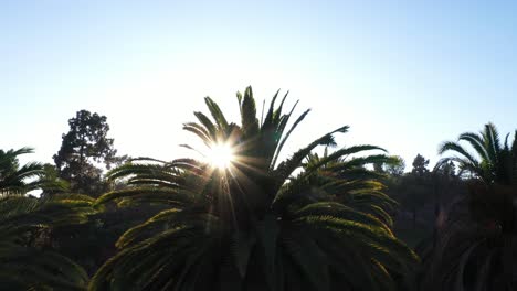 Tiro-De-Dron-De-Una-Gran-Palmera-Que-Se-Eleva-Durante-La-Hora-Dorada-De-La-Puesta-De-Sol-Con-El-Sol-Asomándose-A-Través-De-La-Palmera-Y-El-Cielo-Azul-Claro-En-Los-ángeles,-Parque-De-California