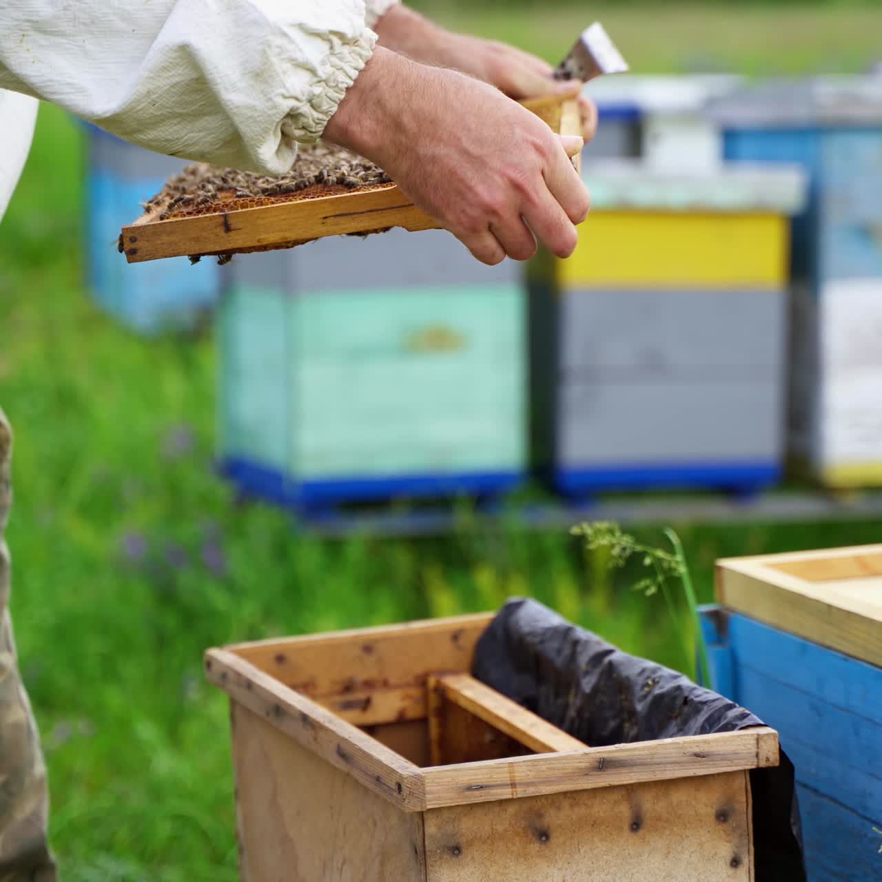 Hives in apiary with bees