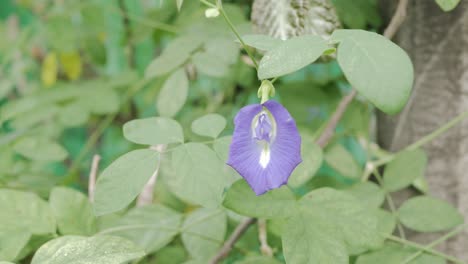 熱帯の緑の木の葉とバタフライ ピー