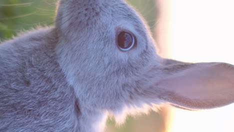 close-up of a grey rabbit