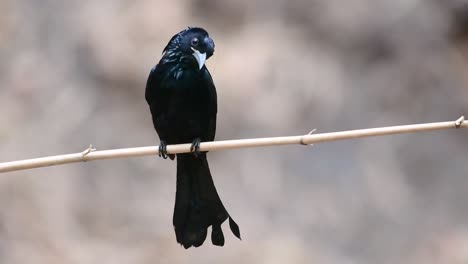 Der-Haarhauben-Drongo-Oder-Ist-In-Asien-Ein-Vogel-Aus-Der-Familie-Der-Dicruridae,-Der-Mit-Dicrurus-Bracteatus-Oder-Spangled-Drongo-Konspezifisch-War,-Bei-Dem-Es-Schwierig-Sein-Kann,-Ihn-Voneinander-Zu-Unterscheiden