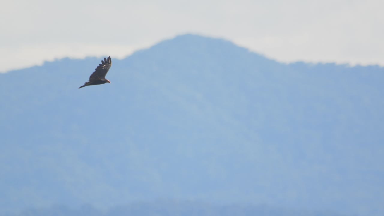 Un avvoltoio collorosso plana con ampie ali con grazia al rallentatore sopra il cielo della foresta pluviale amazzonica.