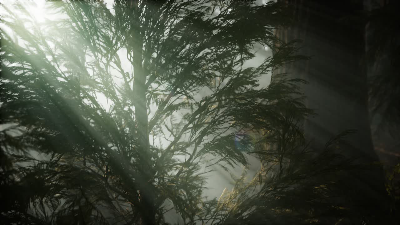 mañana con niebla en el parque nacional de la secuoya