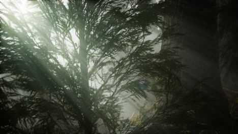 morning with fog in sequoia national park