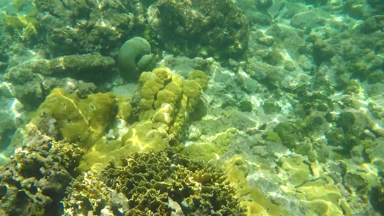 las olas del mar se reflejan en los arrecifes de coral bajo el agua del mar caribe, los roques