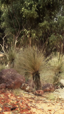 a view of the australian outback, showing a variety of plants including grass trees, shrubs, and grasses