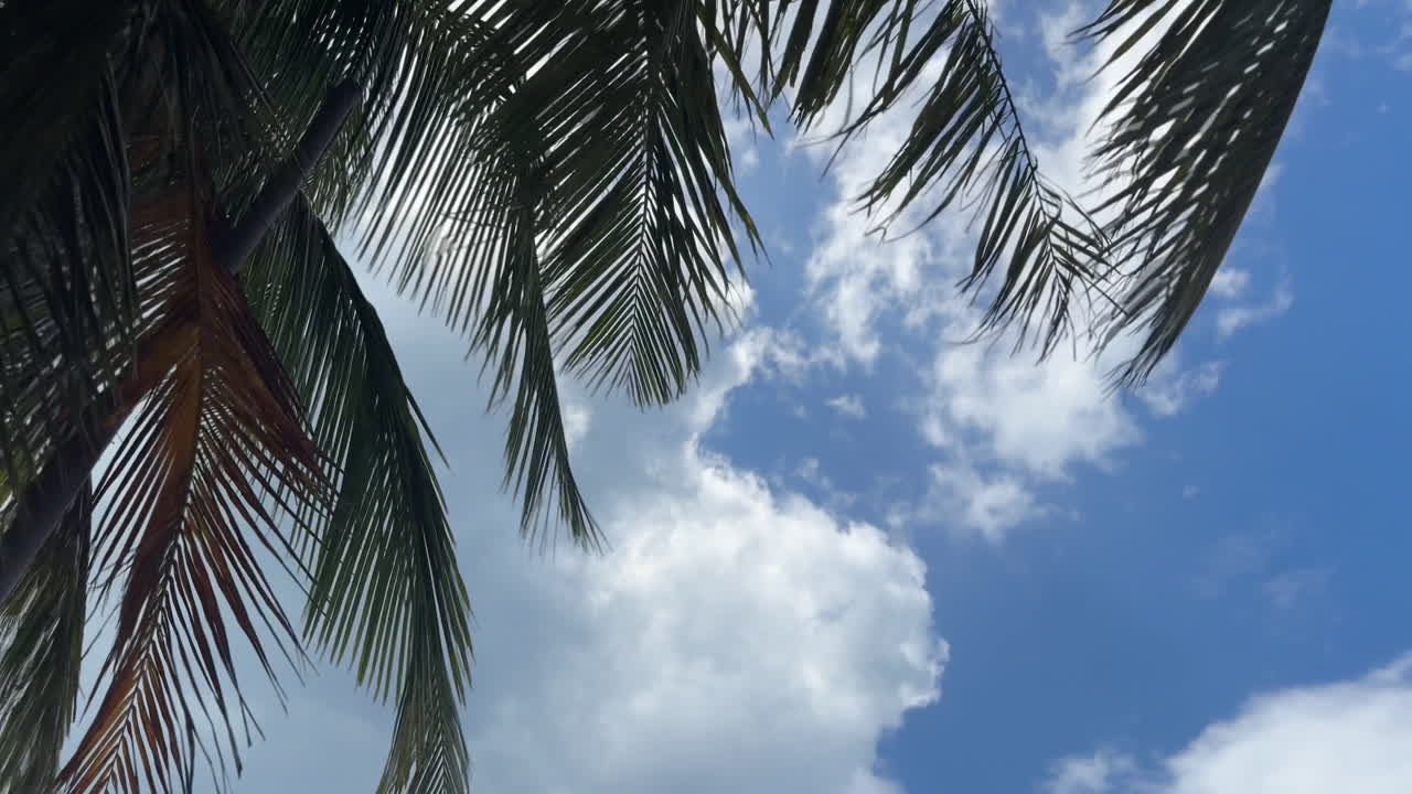 구름 을 가진 파란 하늘 을 배경 으로 한 종려나무 잎