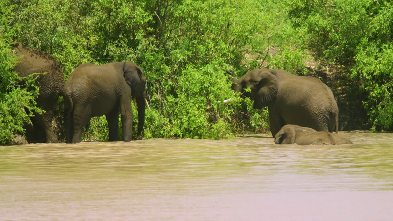 African Elephants Bathing in a River