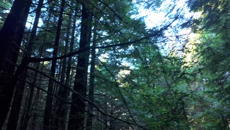 gimbal dolly shot moving through a redwood forest in northern california. 4k