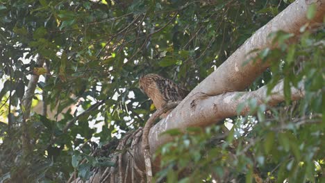 Der-Blick-Nach-Oben-öffnete-Dann-Seine-Augen-Weit-Und-Legte-Das-Gelb-Frei,-Dann-Streckt-Er-Sich-Aus,-Um-Nach-Hinten-Zu-Schauen,-Buffy-Fish-Owl,-Ketupa-Ketupu,-Khao-Yai-Nationalpark,-Thailand