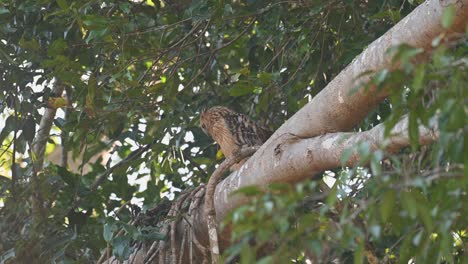 looking up then opened its eyes wide exposing the yellow then stretches to look behind, buffy fish owl, ketupa ketupu, khao yai national park, thailand