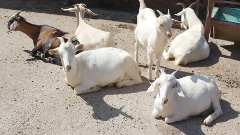 cabras blancas tendidas en el suelo