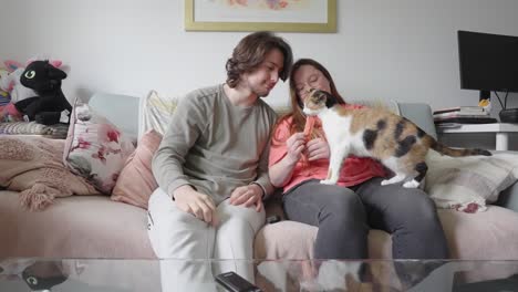 relación familiar juntos, felino doméstico comiendo mascotas, cámara lenta