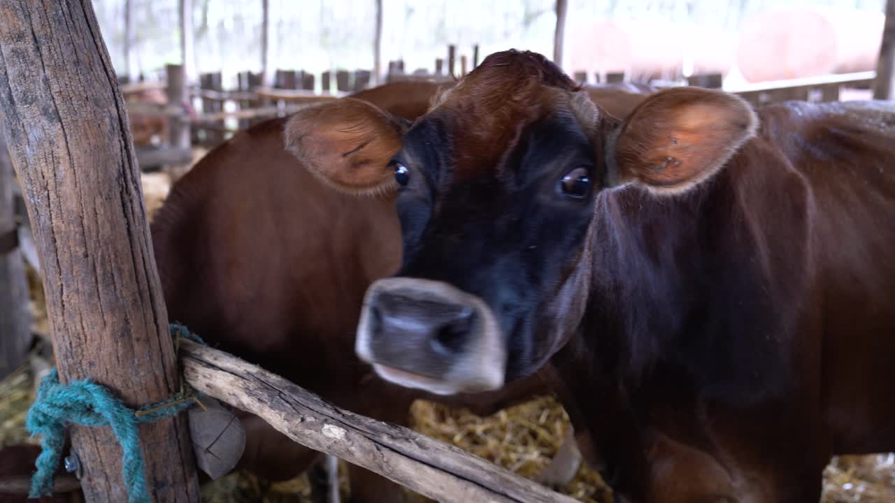 Sapi perah coklat berdiri di dalam kandang, menunjukkan peternakan hewan ternak dan perawatan hewan.