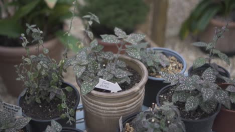 Green-tropical-plants-and-foliage-in-a-greenhouse