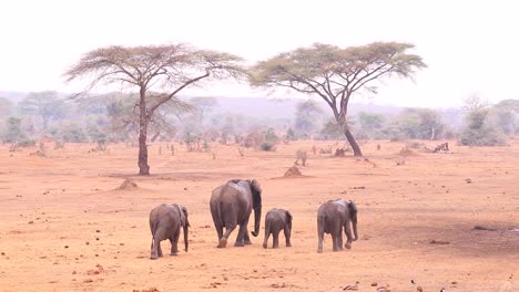 elephants-family-wandering-in-African-savanna,-acacia-trees-background