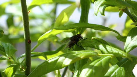 a fly walks over a green plant and leaves in slow motion