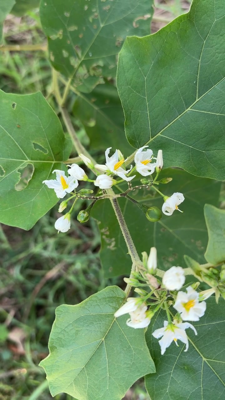 Close-Up of White Flowers with Yellow Centers on a Green Plant