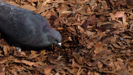 pigeon pecking ground, searching for food in leaves