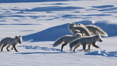 arctic fox pups in snowy landscape