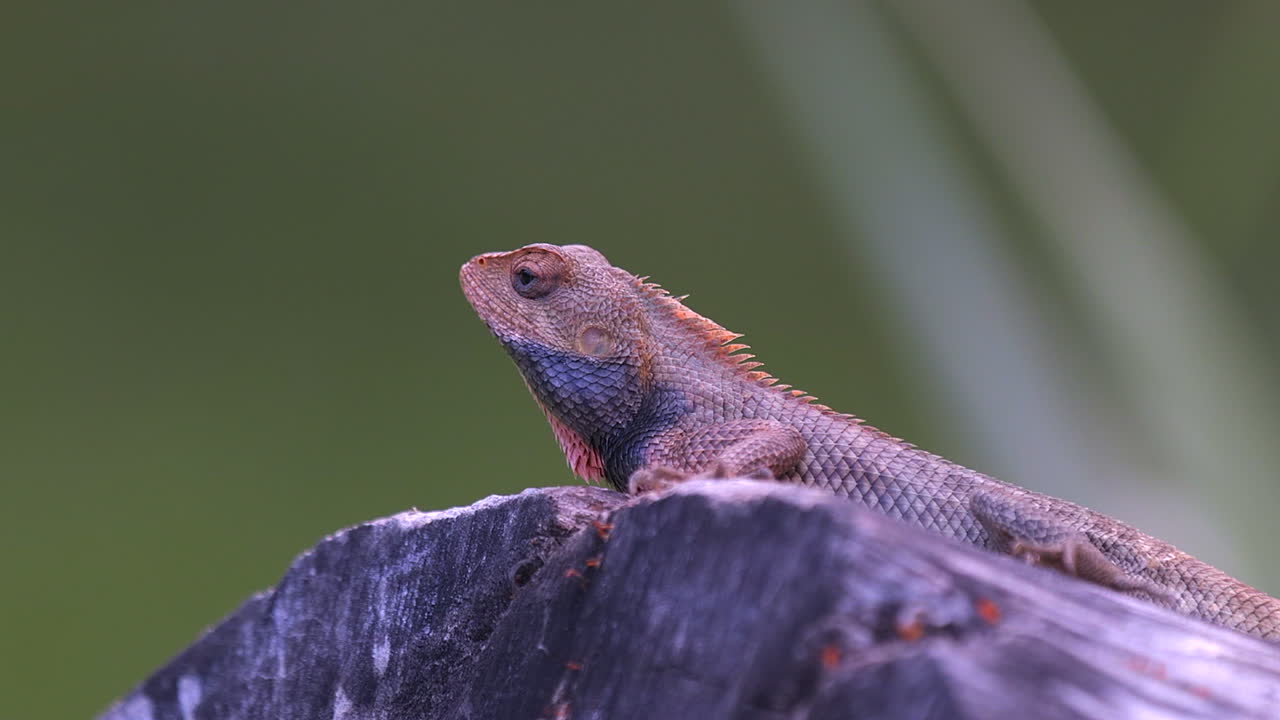 나무 가지에 쉬고 있는 주황색 변하기 쉬운 도마뱀
