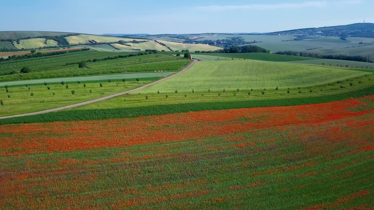 봄에 체코 공화국의 남 모라비아 언덕에서 꽃이 피는 은 포피 꽃의 비행.