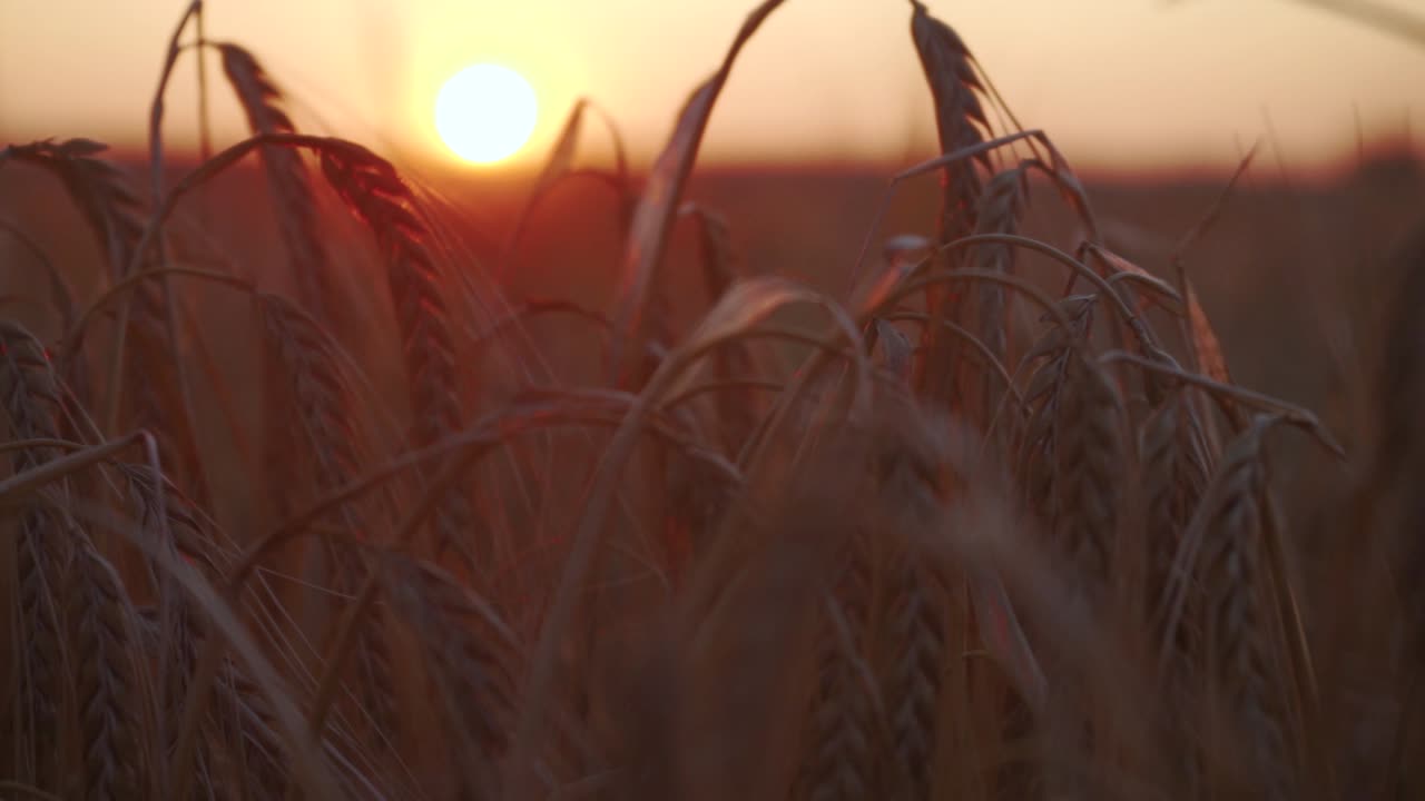 Sunset over a field of barley. Focus close-up on a plant while camera gliding backwards.
