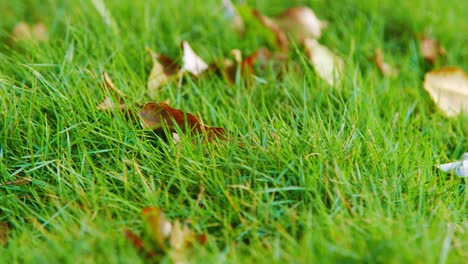 Grünes-Gras-Mit-Stufenspuren-Und-Abgefallenen-Trockenen-Blättern-Auf-Der-Wiese---Rutschen-Aus-Nächster-Nähe