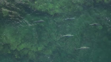 Group-of-happy-dolphins-swimming-by-clear-waters-of-Indian-Ocean-in-Western-Australia