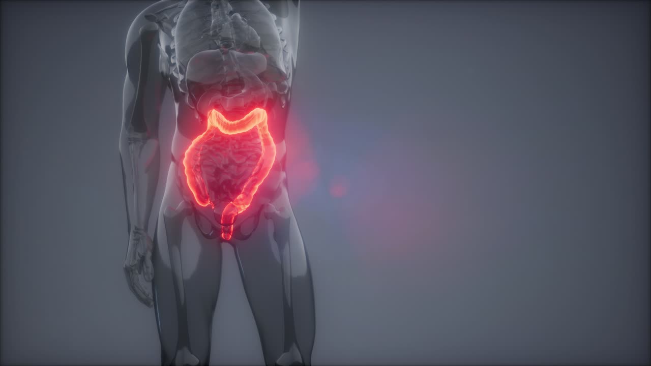 Human Colon Radiology Exam