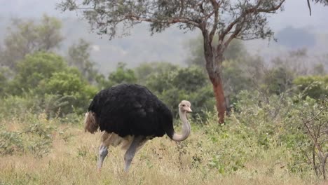 Male-South-African-Ostrich-On-A-Windy-Day-At-The-Savannah-In-South-Africa