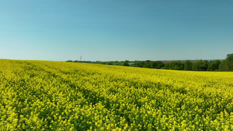 Una-Amplia-Vista-Aérea-De-Un-Campo-De-Colza-Bajo-Un-Cielo-Azul-Claro