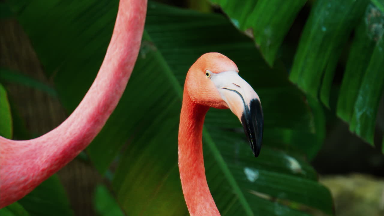 Close up of beautiful, pink flamingos standing in water at a zoo