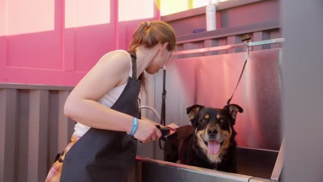 a young woman gives her dog a bath outside in a tub