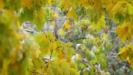the first autumn snow falls on the leaves of the tree